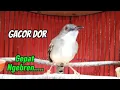 Download Lagu Ciblek gacor nembak ngebren sekali pancing ciblekmu langsung nyaut gacor ngebren