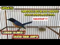 Download Lagu UPDATE TLEDEKAN SULAWESI / SIKATAN TANAH JAMPEA HASIL OMBYOK !!!