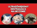 Download Lagu Ultrasound to repel Kuns, Mice and Moles 10 HOURS