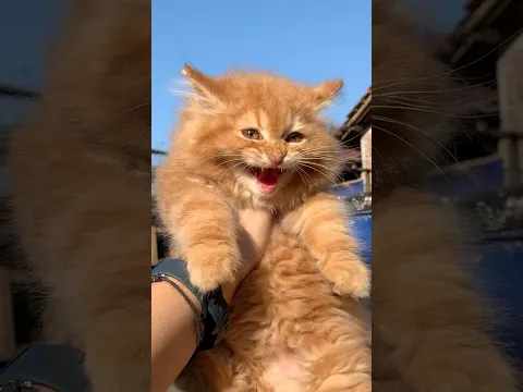 The cat's laughing meme is so funny 😂 #catvideos #kitten #cat #memes #kucinglucu