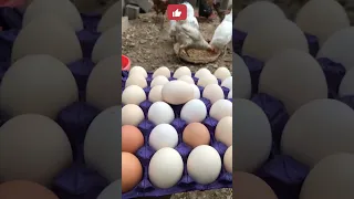 زيادة انتاج البيض 