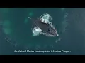 Protect the Hudson Canyon