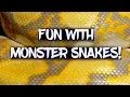 It s reticulated python breeding season