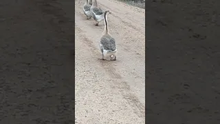 وزه وز تبيض دندنها