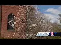 Discussing tree pollen allergies with a Massachusetts doctor