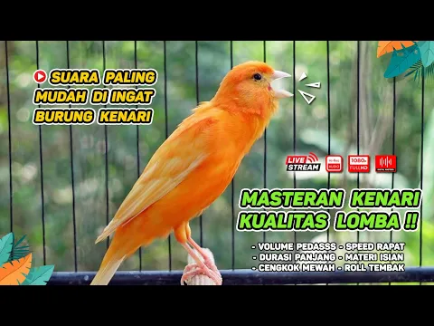 Download MP3 Kenari GACOR‼️ Masteran Burung Kenari PAUD dan Pancingan Kenari MACET BUNYI ( EPISODE 1496}