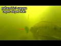Download Lagu 🔴PELAJARI CARA IKAN NILA MAKAN LUMUT ,  SUPAYA CEPET STRIKE. || tilapia eats moss bait