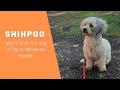 Shihpoo - Great Mix of Shih Tzu and a Toy or Miniature Poodle