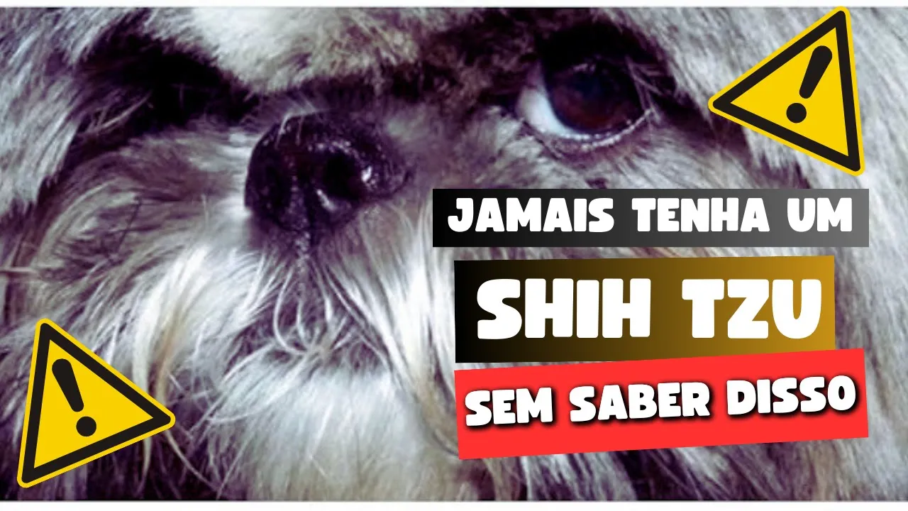 Os Segredos dos Shih Tzus Revelados: 8 Coisas Que Eles Não Gostam!