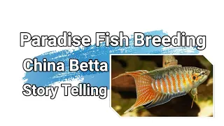 Download Betta Paradise Fish Breeding💏 Full Documentary with Story 😍 paradise gourami Macropodus Opercularis MP3