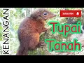 Download Lagu Tupai Tanah