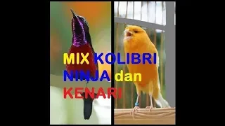 masteran kolibri vs kenari mantulll hd audio