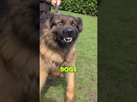 🔥 Cane Corso vs Other Dogs 😱 Who Is the Ultimate Protector? 🐶💥 #shorts