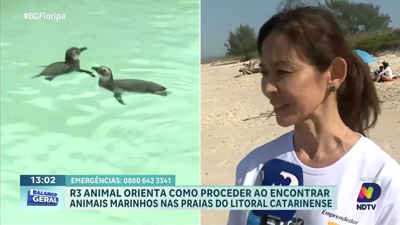 Como proceder ao encontrar animais marinhos nas praias: orientações da R3 Animal