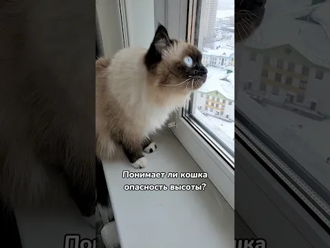 Понимает ли кошка опасность высоты?