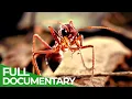 Download Lagu Micro Predators | Wild Ones | Episode 12 | Free Documentary Nature