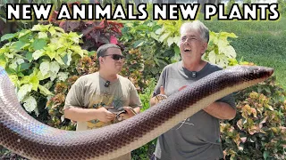 Black Headed Python New World Python and Other New Reptiles for the Reptile Zoo