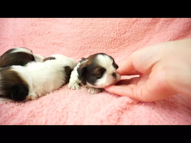 動画