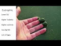 Eutrophication