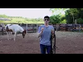 How To Tame A WILD Horse! (The Simplest Way!) First Touch To First Haltering!