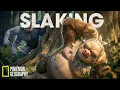 Lagu Real Life Pokémon - NatGeo: Slaking | The Idle King – Power of Doing Nothing (Pokémon Documentary)