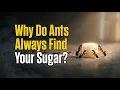 The Mathematical Algorithm Ants Use to Take Over Your Kitchen