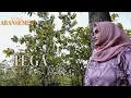 Download Lagu tega - Riza umami [ Erna aliyah ] cover