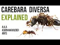Download Lagu Alles wat u moet weten over Carebara diversa