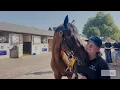 Pierre Talvard Returns to Arqana With Constitution River Half-Sister