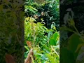 Download Lagu pikat burung cicak Rengganis #video  #shorts #pikat