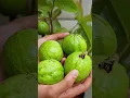 Download Lagu Guava \u0026 Banana growing in Africa #shortvideo #sabscribe #africa #american #fypシ #trendingshort