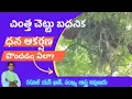 Download Lagu Chinta Chettu Badanika | badanika uses in telugu | chinta badanik chettu | Badanika tantram | 2023|
