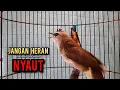 Download Lagu trucukan gacor TARUNG ROPEL PANJANG pancingan trucukan agar bunyi jadikan burung trucuk gacor NYAUT