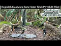 Download Lagu HANYA DISINI || MIKAT MURAI BATU/KACER/CUCAK IJO CUMA DI PINGGIR JALAN