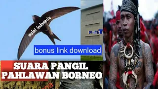 sp suara pangil walet pahlawan borneo