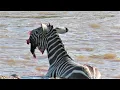 Download Lagu Crocodiles Bite The Face Off Zebra While Crossing Mara River on a Safari in Kenya