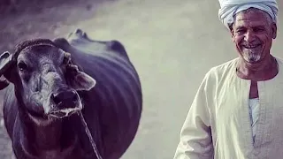 من أروع  ما قال محمد طه    مصر جميله مصر جميله خليك فاكر مصر جميله دندنها