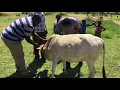 OneHealthWater project cattle tracking
