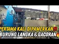 Lagu PERTAMA KALI DIPAMERKAN‼️ KENKEN BIRDSHOP SIMPAN BURUNG LANGKA \u0026 GACORAN MEWAH🔥