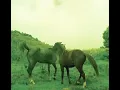 Santa Chuva - Marcelo Camelo
