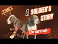 BGK s Soldier American Bully Puppy Who Survived the Impossible Until This Happened Documentary