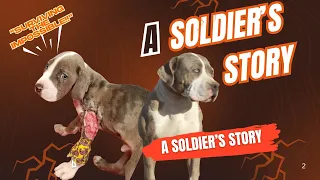 BGK’s Soldier: American Bully Puppy Who Survived the Impossible… Until This Happened | Documentary