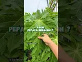 Download Lagu Bikin Pestisida Alami Menggunakan Daun Pepaya #infarm #berkebun