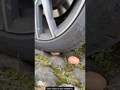 Egg Gadget 🥚