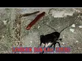 SUARA JANGKRIK DI ALAM BEBAS DI KEHENINGAN MALAM