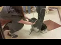 Smart Nail Trimmed