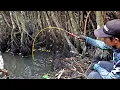 Download Lagu Dibawah akar pohon tua ikan banyak bersembunyi saat mancing dirawa #SG-415