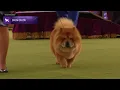 Chow Chows | Breed Judging 2024