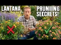 Growing Lantana Hardy Varieties Pruning and Companion Plants