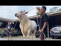 Download Lagu BERMAIN DENGAN SAPI GAPLO SETIA FARM❗️🔥🔥🔥